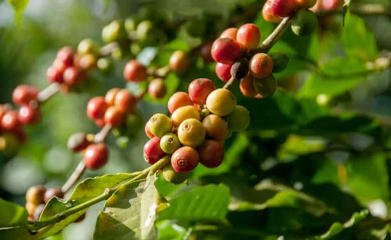 Coffee Beans overview