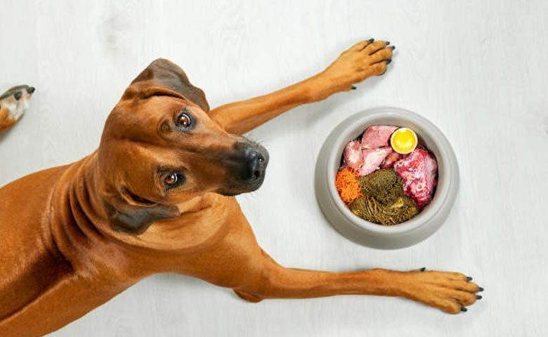 Dog's Nutritional Needs